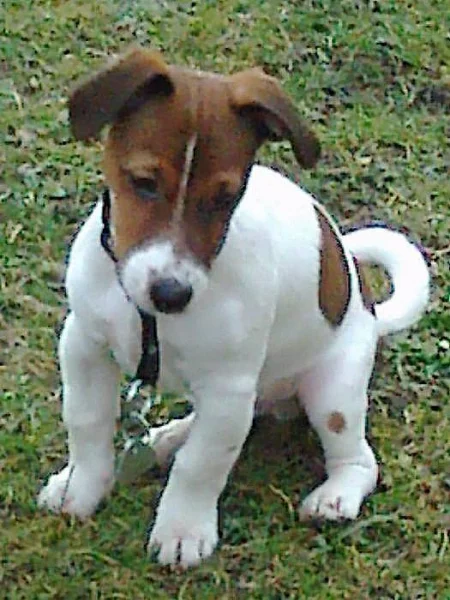 Jerry -jack russell teriér