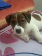 Jerry -jack russell teriér