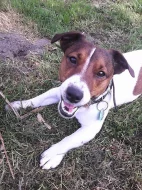 Jerry -jack russell teriér