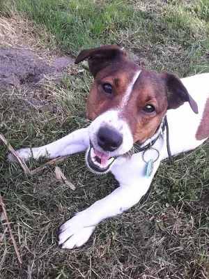 Jerry -jack russell teriér