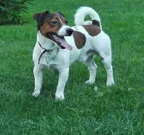 Jerry -jack russell teriér