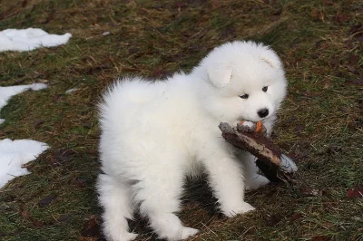 pejsek SAMOJED s PP
