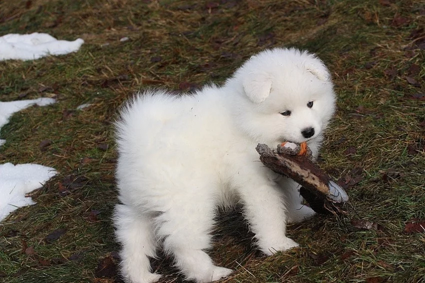 pejsek SAMOJED s PP