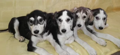 Saluki - Perský chrt