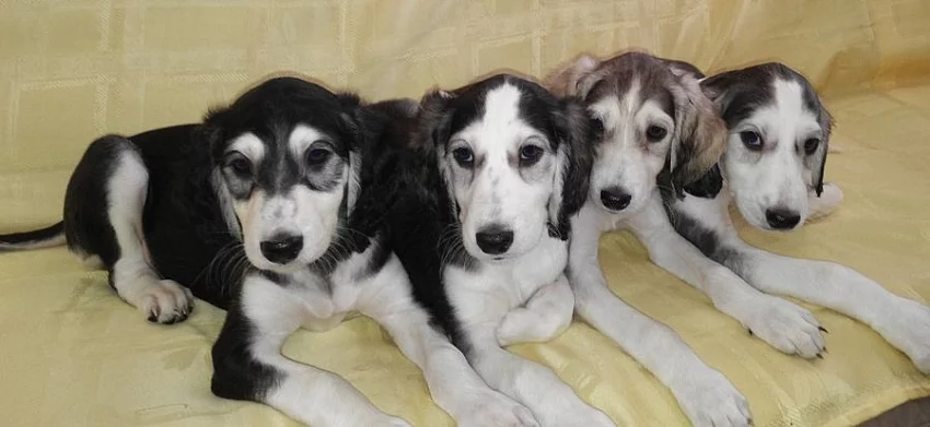 Saluki - Perský chrt