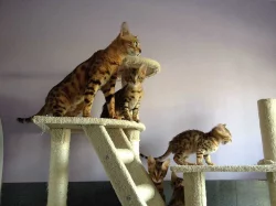 Bengálské kotě koťata s PP