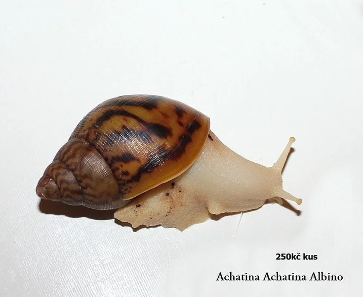 Achatiny - Oblovky