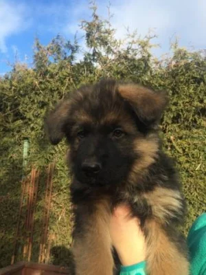 Štěně Německého Ovčáka