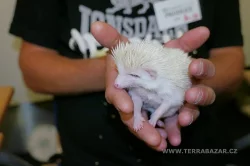 Terrabazar-Výstavní a prodejní teraristická burza