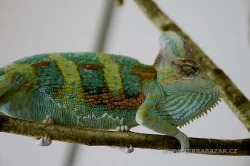 Terrabazar-Výstavní a prodejní teraristická burza