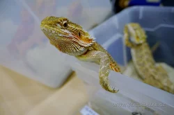 Terrabazar-Výstavní a prodejní teraristická burza