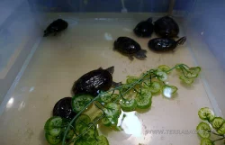 Terrabazar-Výstavní a prodejní teraristická burza