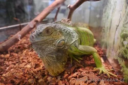 Terrabazar-Výstavní a prodejní teraristická burza