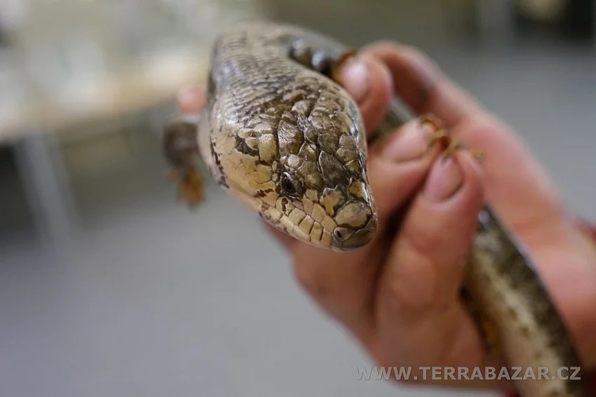 Terrabazar-Výstavní a prodejní teraristická burza