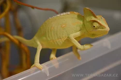 Terrabazar-Výstavní a prodejní teraristická burza