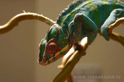 Terrabazar-Výstavní a prodejní teraristická burza