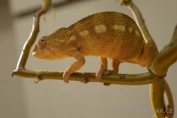 Terrabazar-Výstavní a prodejní teraristická burza