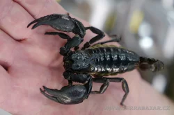 Terrabazar-Výstavní a prodejní teraristická burza