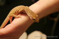 Terrabazar-Výstavní a prodejní teraristická burza