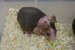 Terrabazar-Výstavní a prodejní teraristická burza