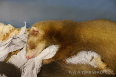 Terrabazar-Výstavní a prodejní teraristická burza