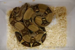 Terrabazar-Výstavní a prodejní teraristická burza