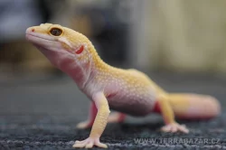 Terrabazar-Výstavní a prodejní teraristická burza