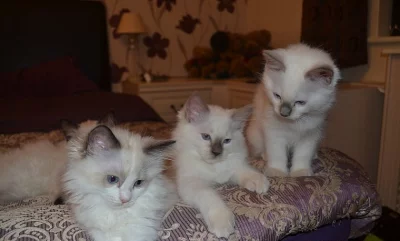 Nádherná kocicka ragdoll