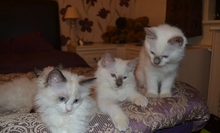 Nádherná kocicka ragdoll