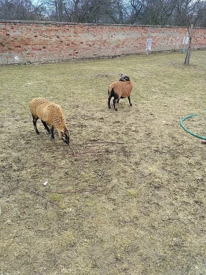 Kamerunské ovce (ovečka a beran) IHNED K ODBĚRU