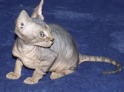 Kanadský sphynx