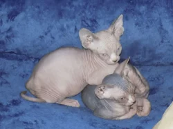 Kanadský sphynx