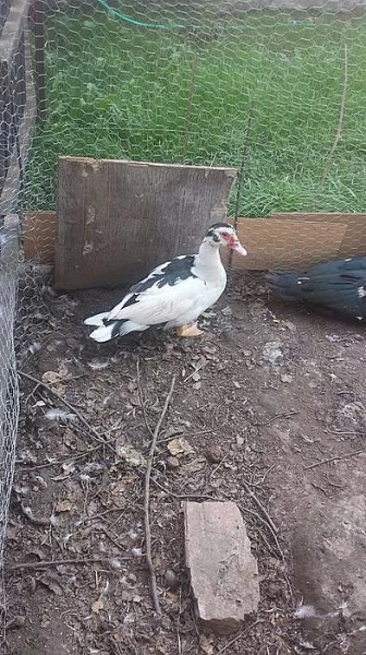 Prodám kachny pižmovky