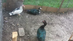 Prodám kachny pižmovky