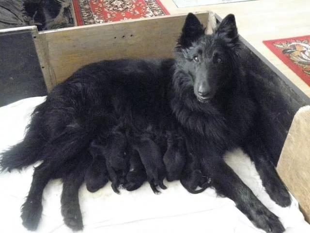 Belgický ovčák Groenendael s PP