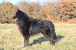 Belgický ovčák Groenendael s PP