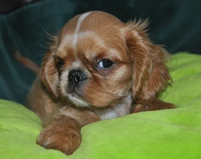 King charles spaneniel s PP
