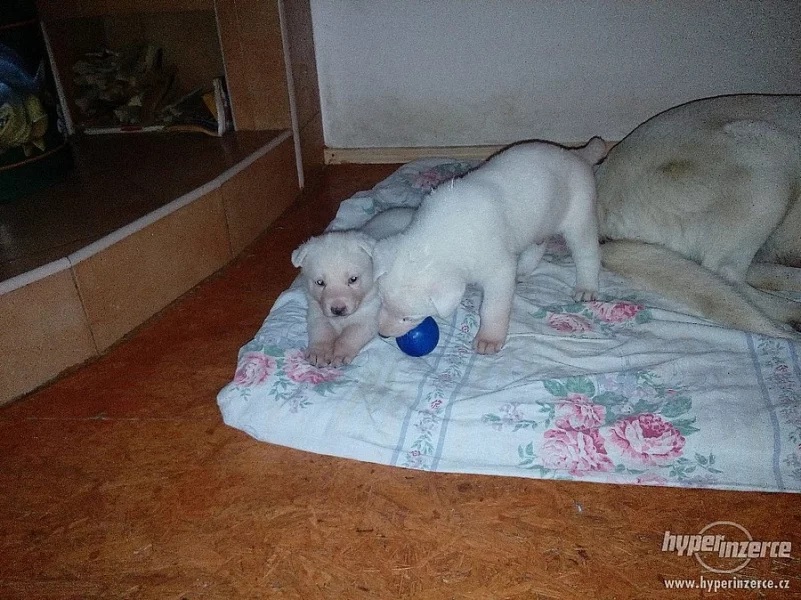 Prodám štěňata Bílý Švýcarský Ovčák