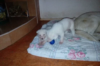 Prodám štěňata Bílý Švýcarský Ovčák