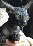 Sphynx koťata s PP k prodeji