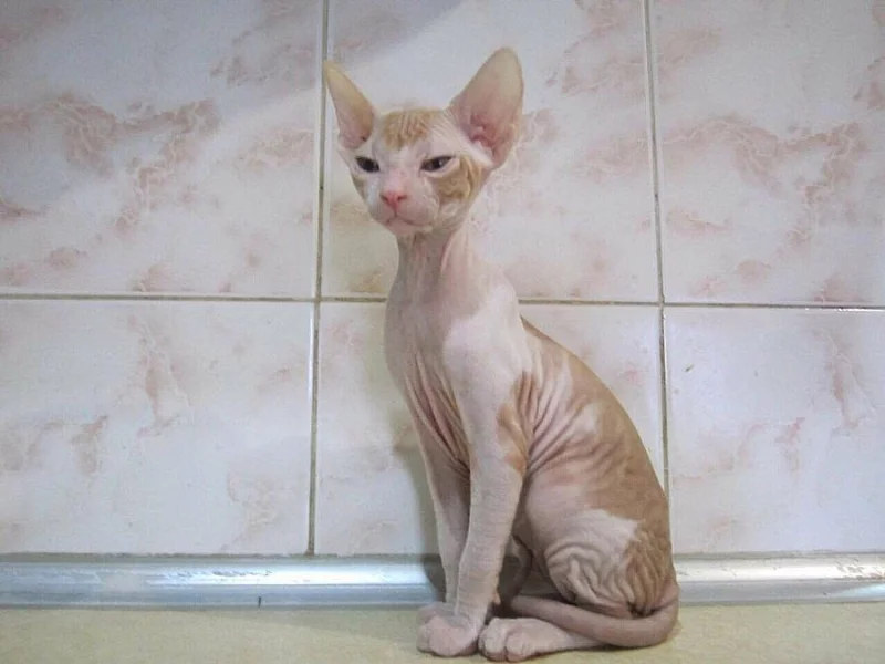Sphynx koťata s PP k prodeji