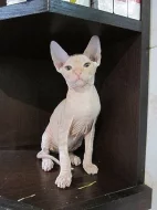 Sphynx koťata s PP k prodeji