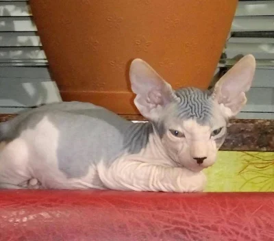 Sphynx koťata s PP k prodeji