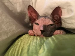Sphynx koťata s PP k prodeji