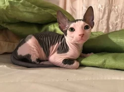Sphynx koťata s PP k prodeji