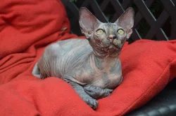 Sphynx koťata s PP k prodeji