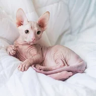 Sphynx koťata s PP k prodeji