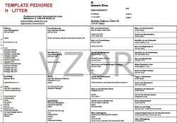 Appenzellský salašnický pes - štěňátka s PP