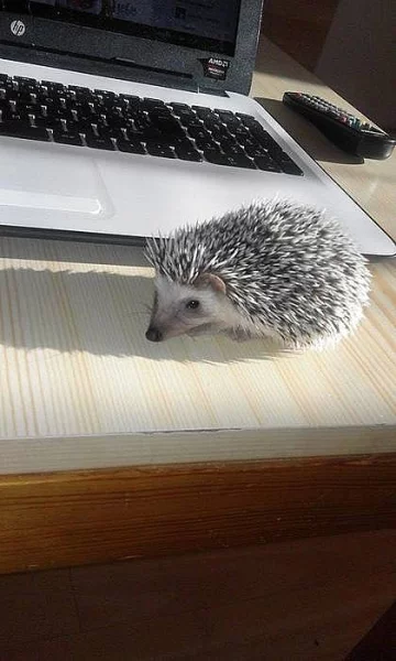 Prodám ježka bílobřichého - 3měsíce starý