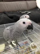 Dvojice afrických papoušků šedých